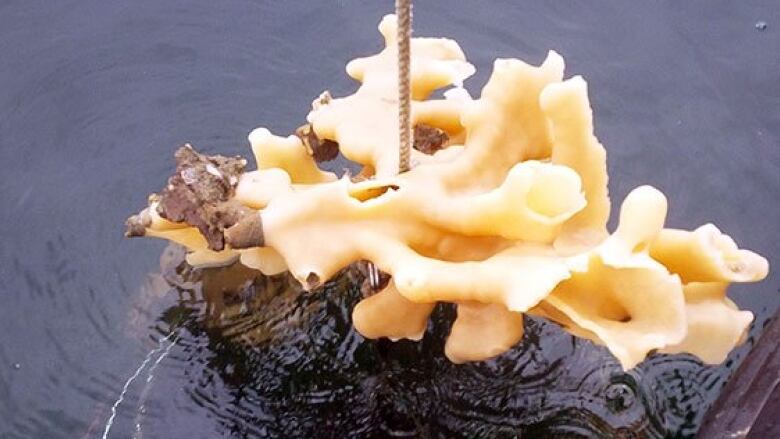 A glass sponge.