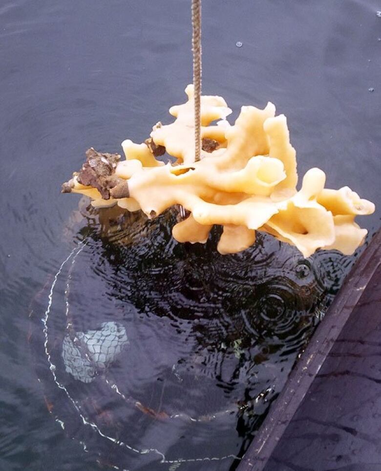 A glass sponge.