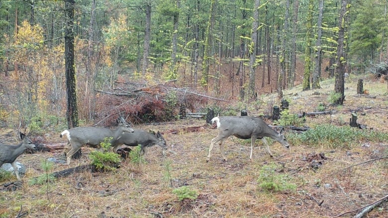 Deer walk among trees.