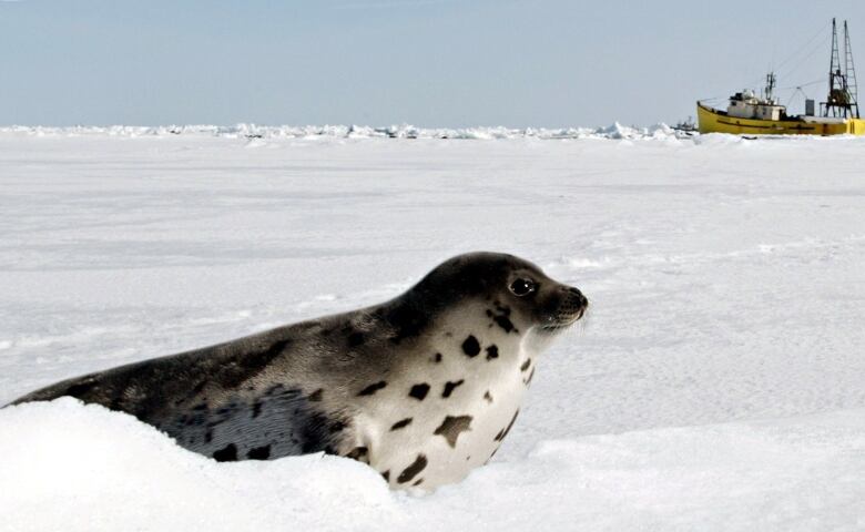 Grey seal sits on ice, with yellow boat in background.