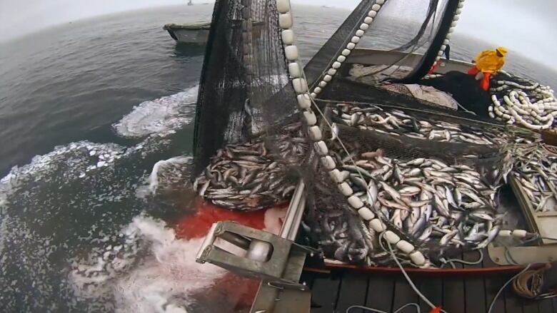 A fishing vessel is seen in a still from a documentary produced about University of B.C. fisheries researchers in 2017.