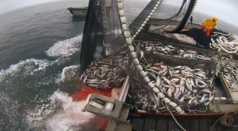 A fishing vessel is seen in a still from a documentary produced about University of B.C. fisheries researchers in 2017.