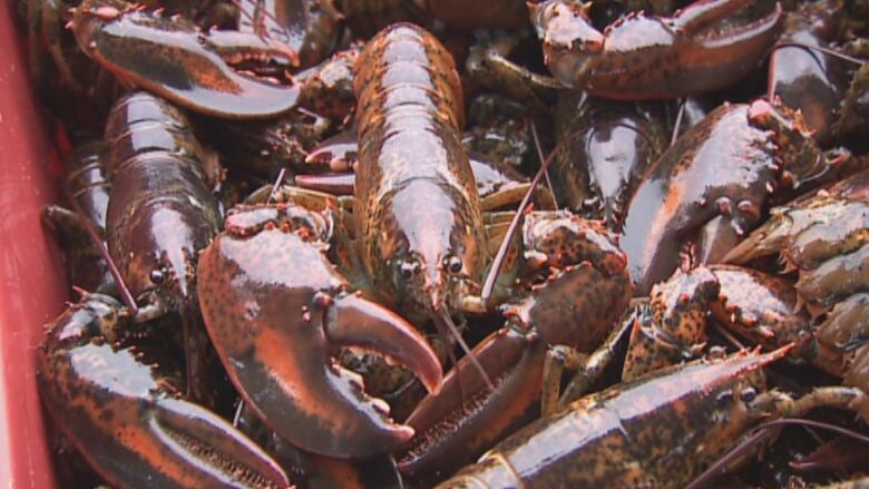 live lobsters in a bin