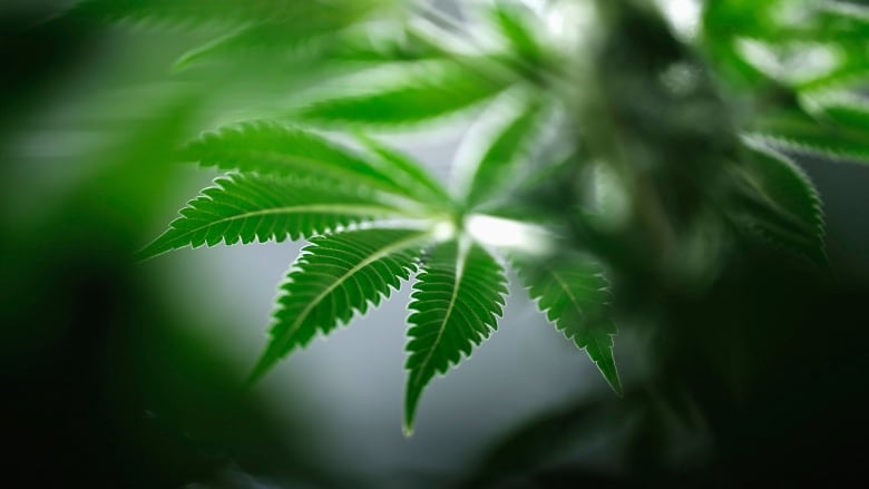 Close-up of cannabis leaf.