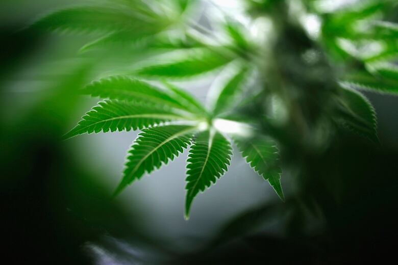 Close-up of cannabis leaf.