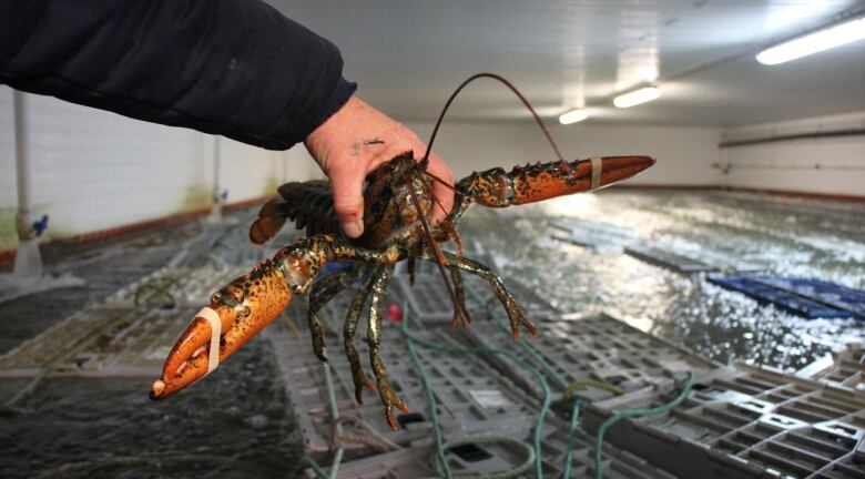 A lobster is held over a tank.