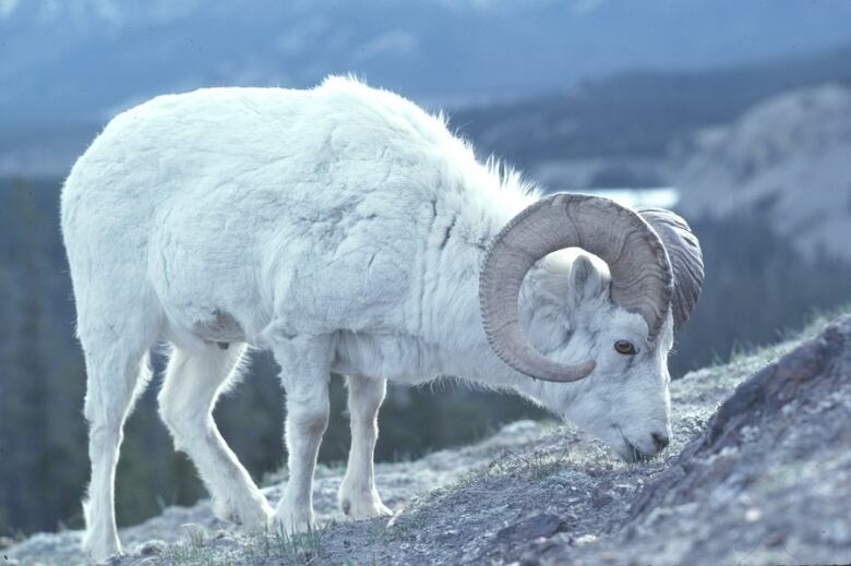 A Dall ram on a mountainside.