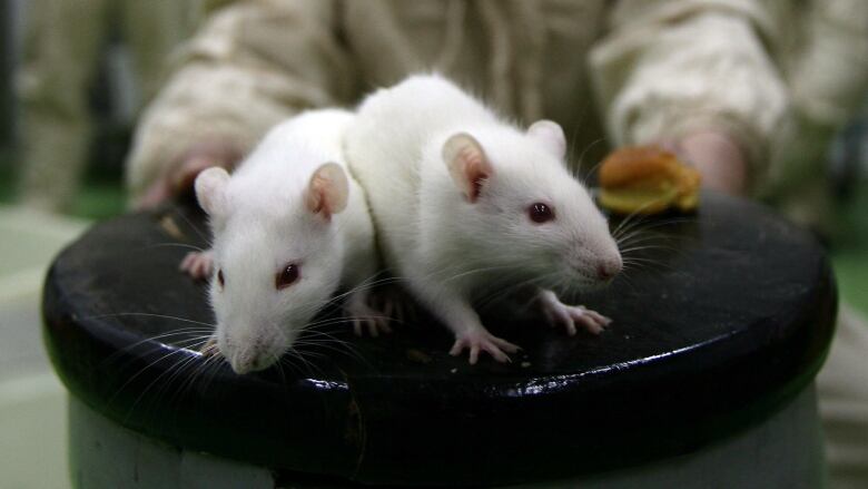 CHONGQING, CHINA - FEBRUARY 16: (CHINA OUT) A worker observes white rats at an animal laboratory of a medical school on February 16, 2008 in Chongqing Municipality, China. Over 100,000 rats and mice are used in experiments every year for pharmaceutical research in the lab, where the temperature is kept at 24 degrees centigrade.