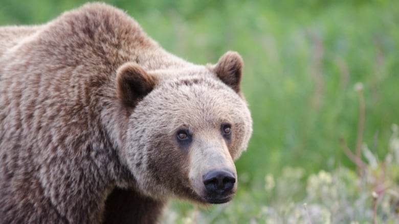 A grizzly bear.