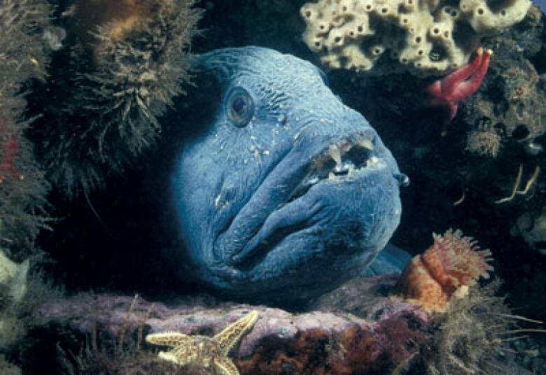 An ugly blue fish peers out of some seaweed. 