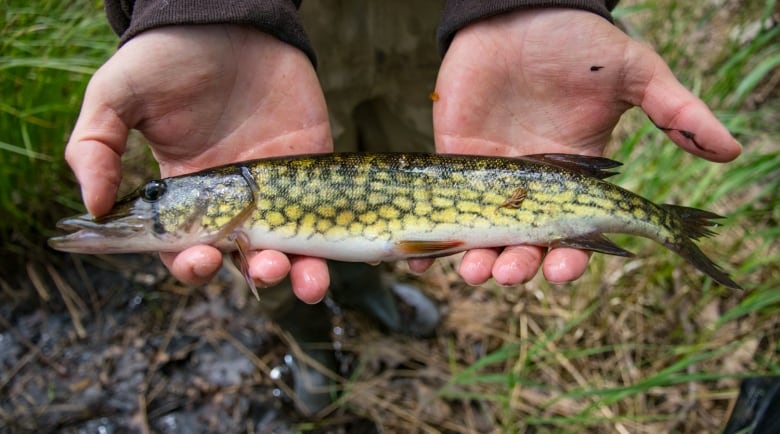 A fish is held in two hands. 