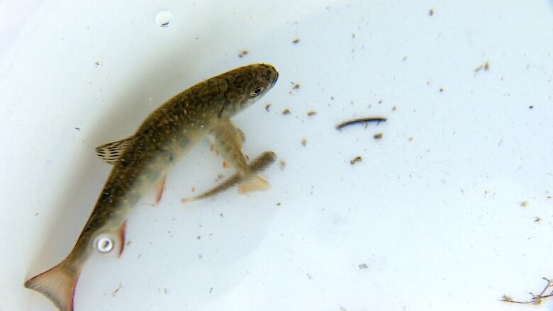 A brown spotted fish swims in a white basin, surrounded by sediment. 