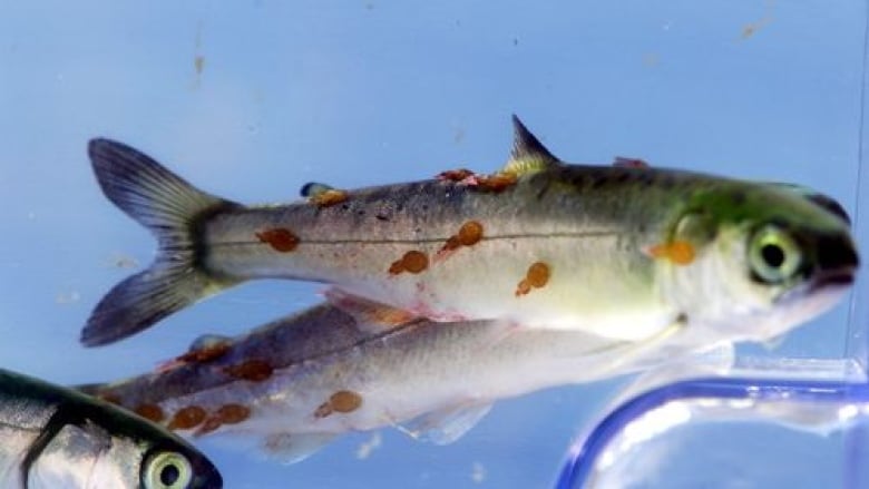 A juvenile sockeye salmon with sea lice.