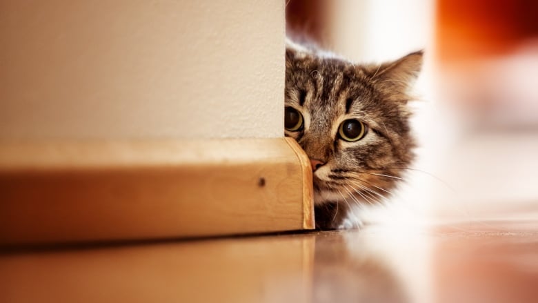 A cat peeks from behind a wall.