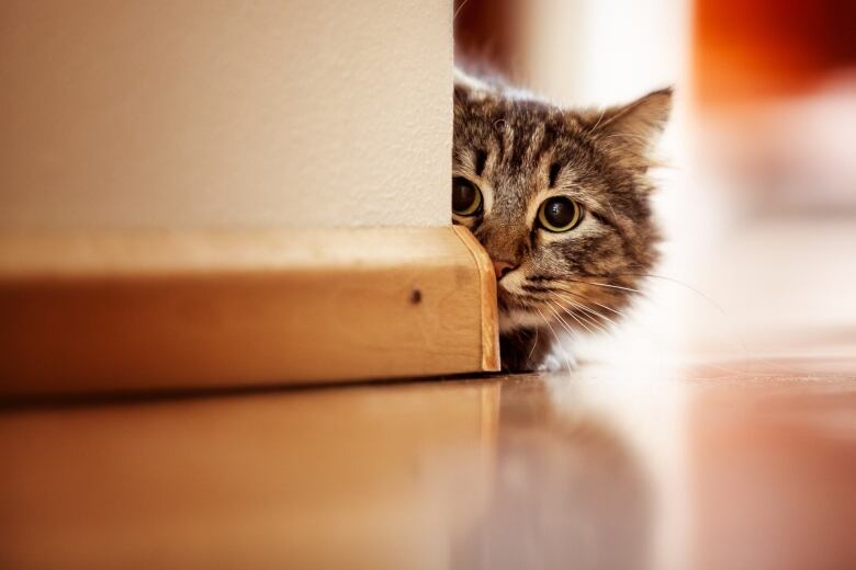 A cat peeks from behind a wall.