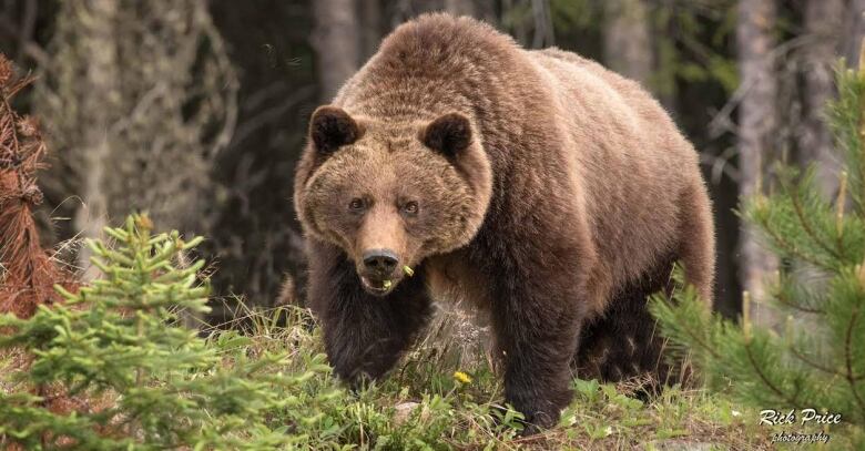 A rise in human encounters with bears could be in store for Kananaskis Country.