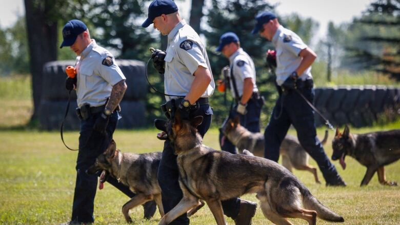 Four RCMP officers and their dogs walk on grass.