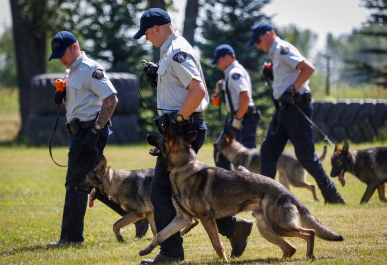 Four RCMP officers and their dogs walk on grass.