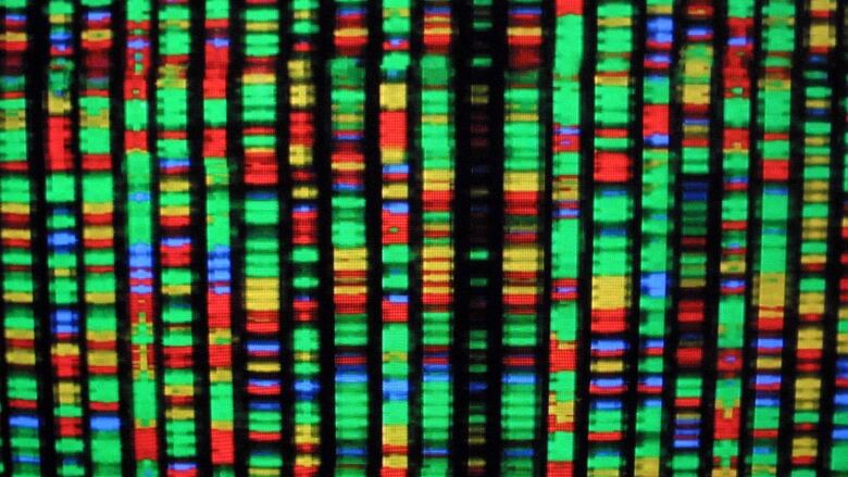 393282 04: A digital representation of the human genome August 15, 2001 at the American Museum of Natural History in New York City. Each color represents one the four chemical compenents of DNA. (Photo by Mario Tama/Getty Images)