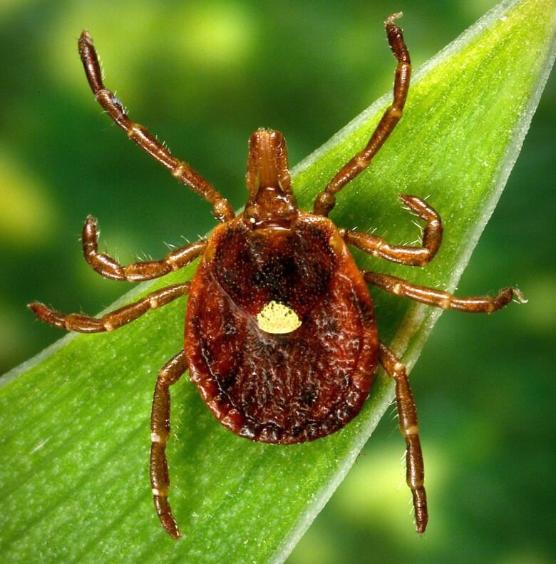 A bug sits on a leaf. 