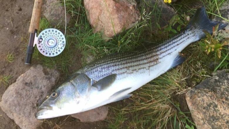 A fish lies on the ground next to a fishing rod.