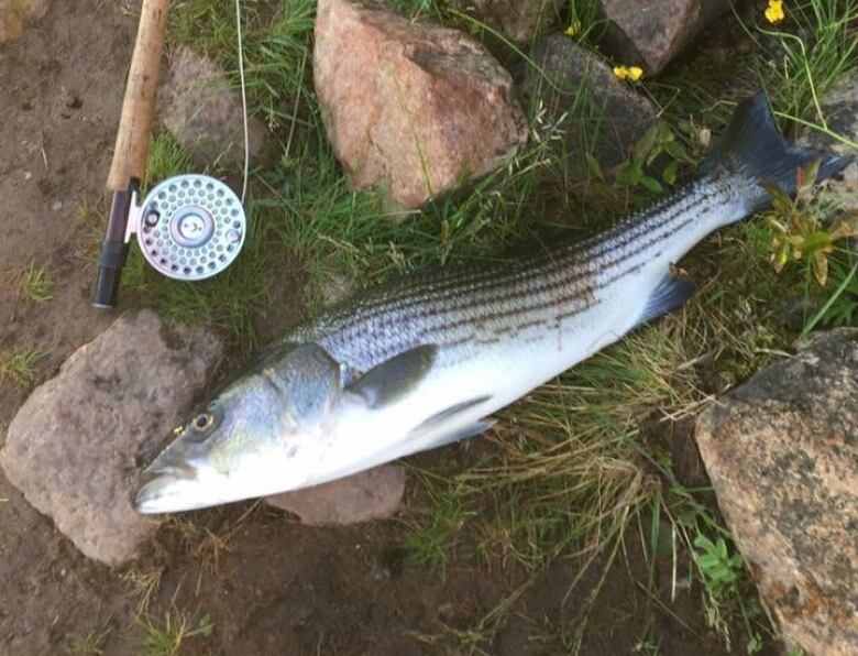 A fish lies on the ground next to a fishing rod.