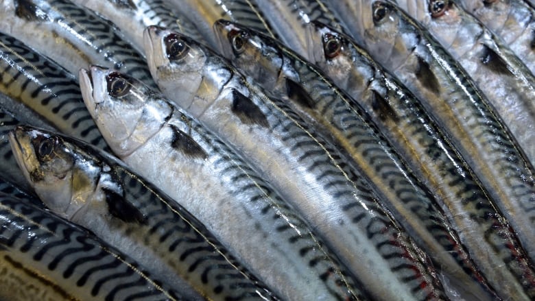 rows of mackerel.