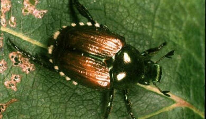 A shiny golden brown beetle crawls on a leaf.