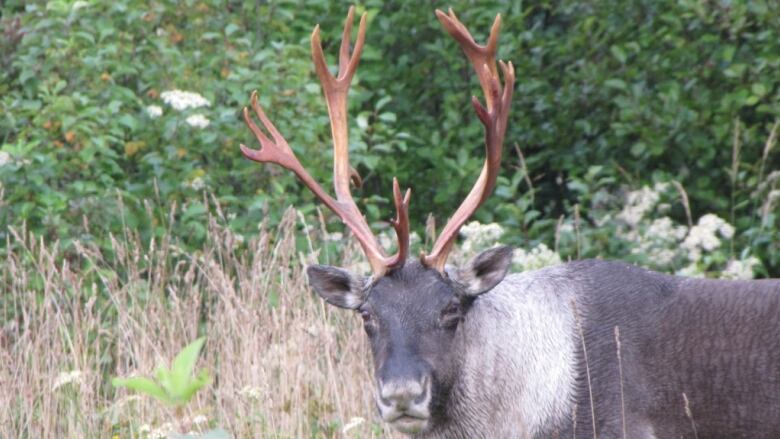 A caribou stands in the bush, staring at the camera