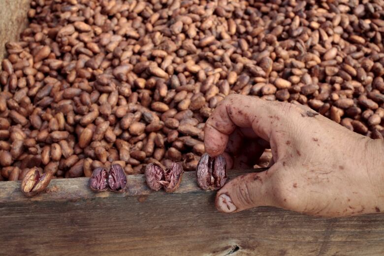 A worker's hand lays out a row of cocoa beans in front of a larger pile of cocoa beans.