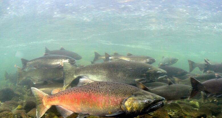 Chinook salmon swim in the Fraser River.