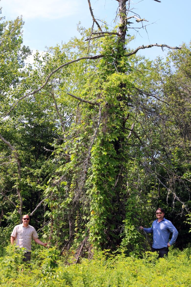 Two scientists stand next to a tall plant 