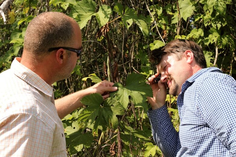 Two scientists examine a plant 