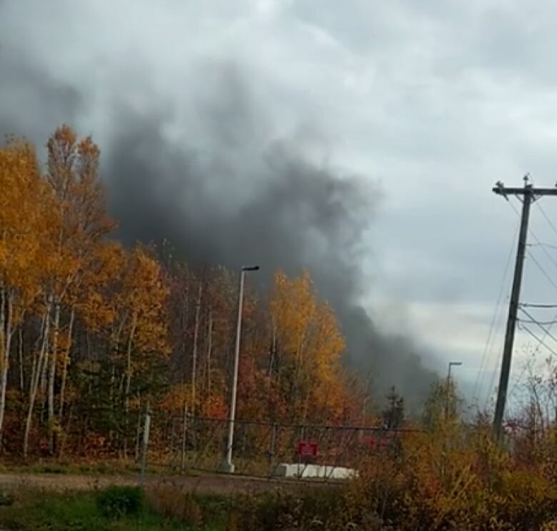 Smoke rising from behind a stand of trees.