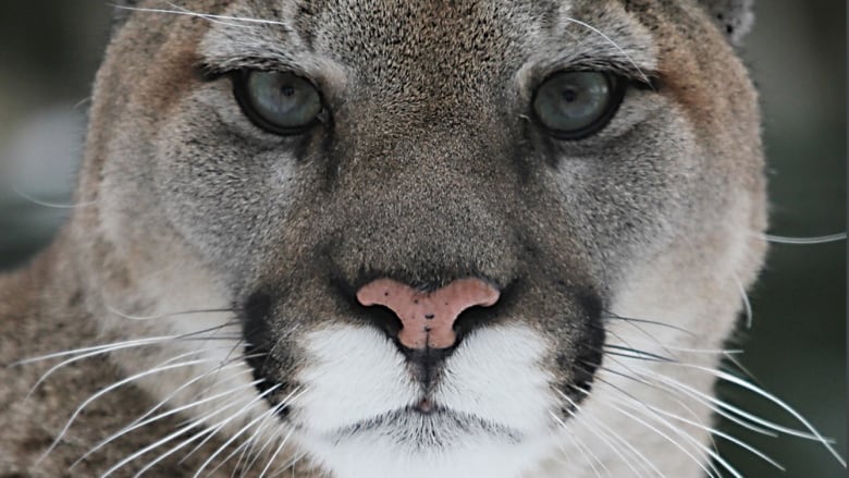 An image of a cougar's face. 