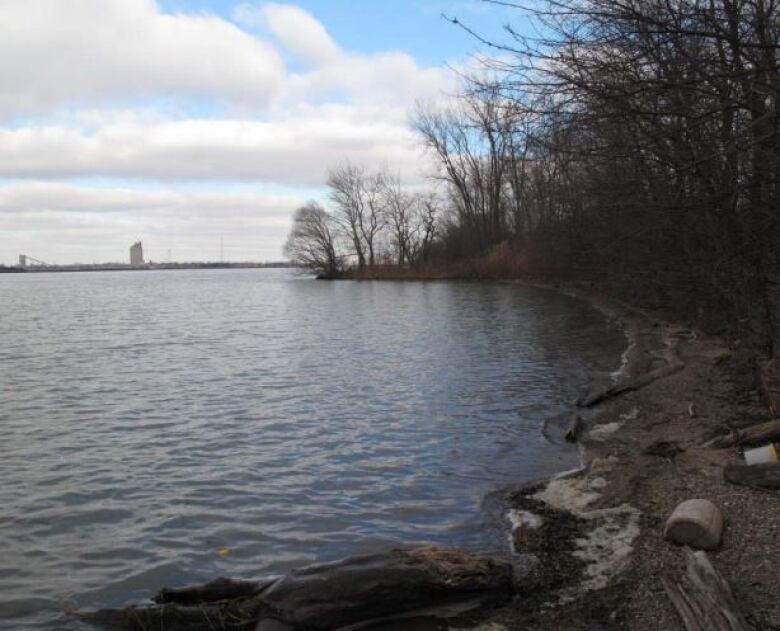 A body of water against some trees.