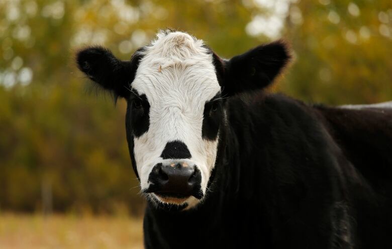 A cow, outdoors.