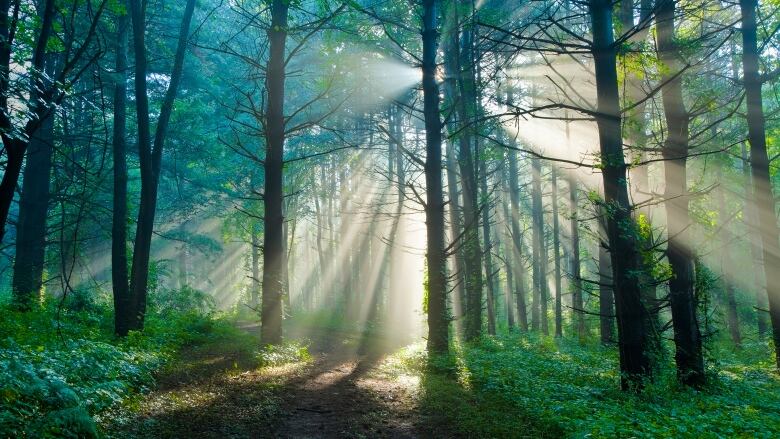 Sunlight streams through trees