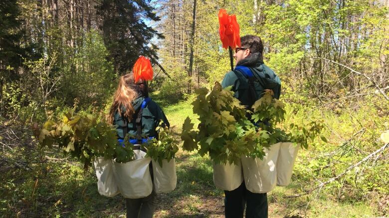 Two people carry bags of tree saplings into a wooded area. 