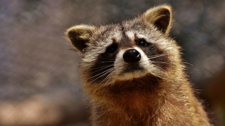 Raccoon