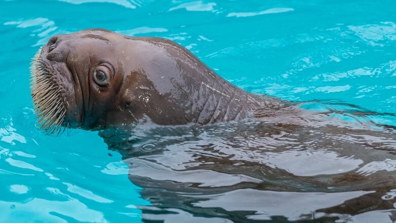 A walrus swims at Vancouver Aquarium