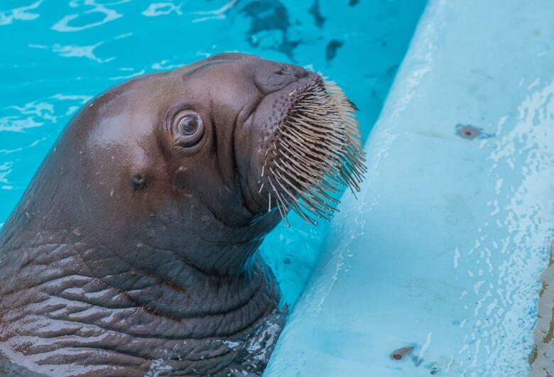 A close up image of a walrus' face in the water