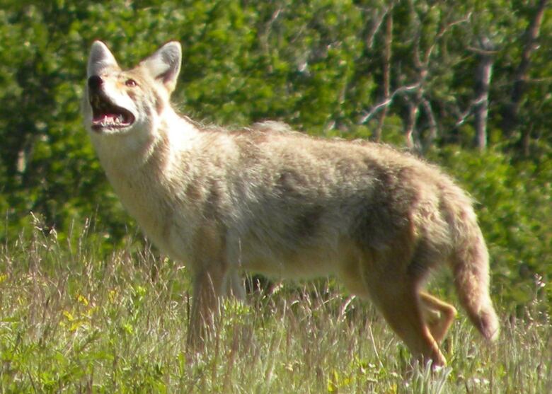 Coyote in the wild, it has brown fur.