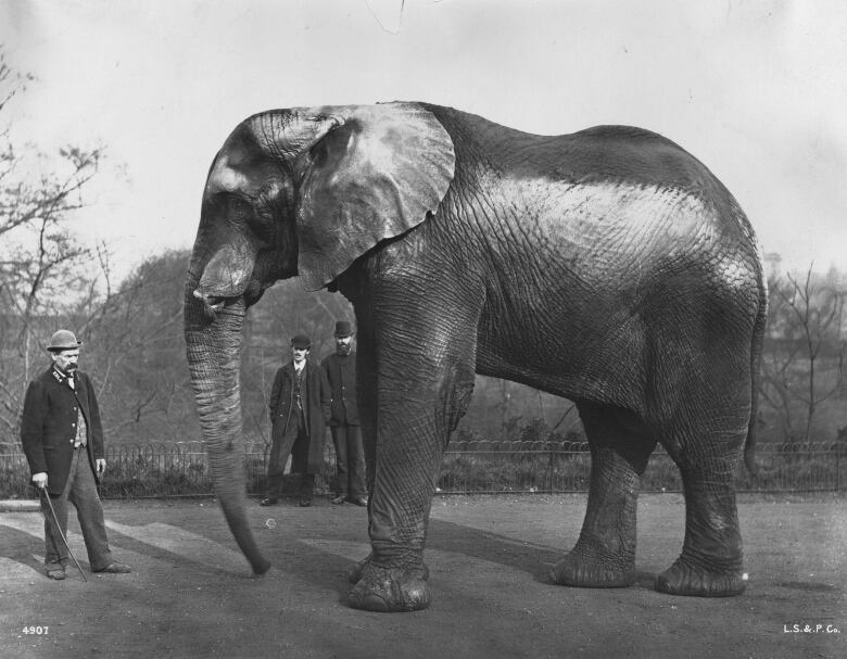 circa 1890:  Jumbo, the famous elephant which belonged to U.S. showman Phineas Taylor Barnum, at London Zoo in Regent's Park.  (Photo by London Stereoscopic Company/Getty Images)