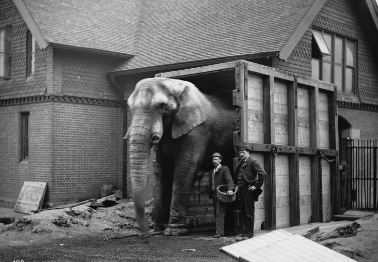 Animal keeper Matthew Scott succeeds in persuading African Bush Elephant, Jumbo (1861 - 1885) to walk through his travelling crate outside the Elephant House at London Zoo, 20th February 1882. Jumbo is to travel to the US in the crate after being sold to the PT Barnum circus. 