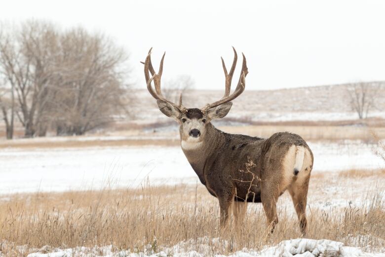 A large deer with antlers stares back at the camera.