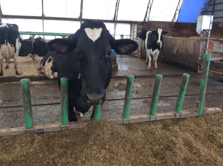 A cow in a barn looks directly at the camera 