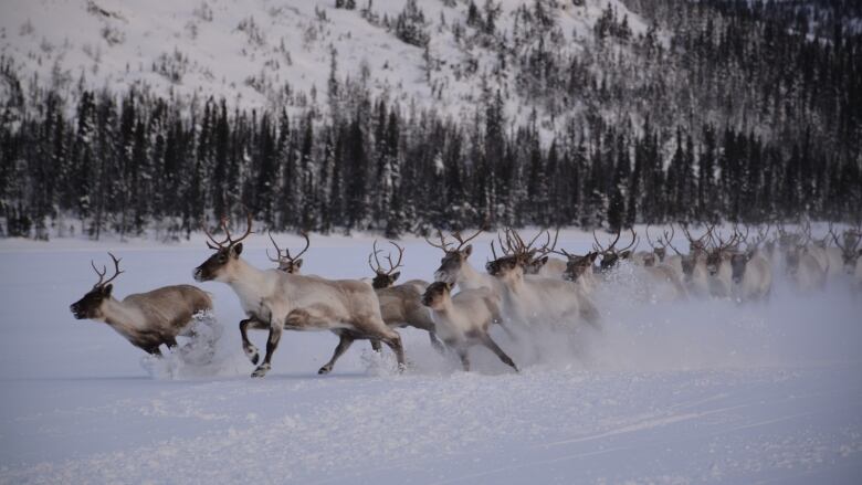 A herd of caribou running across a snowy field. 