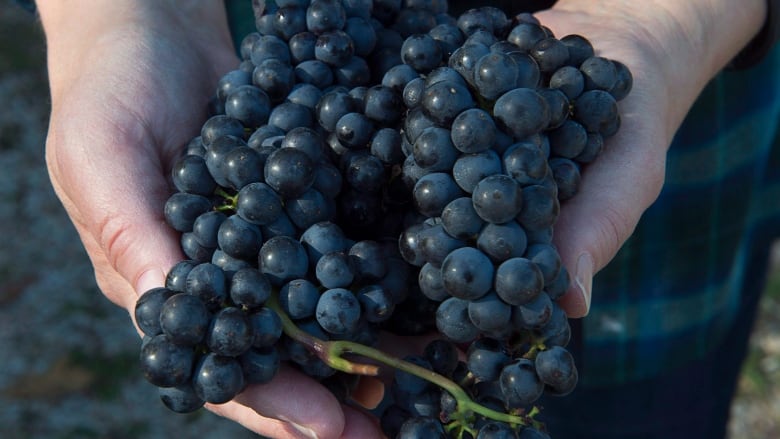 A handful of grapes.