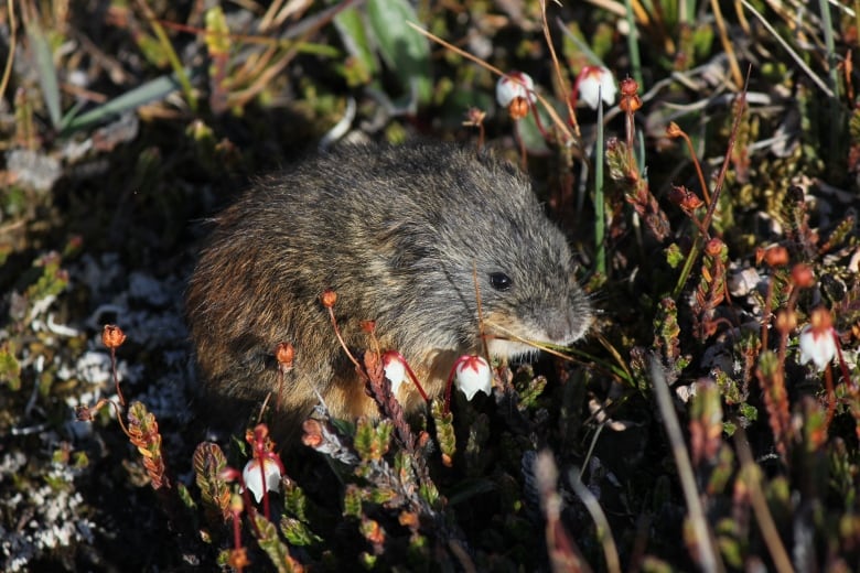 A brown lemming sits in the sun last summer on Bylot Island. 